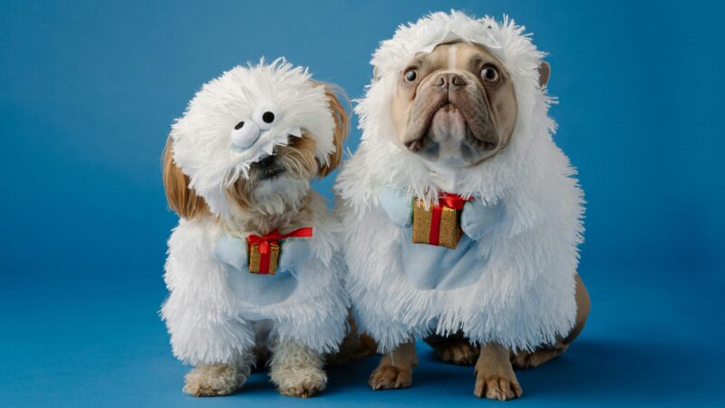 渋谷×貸切×ペット可パーティー